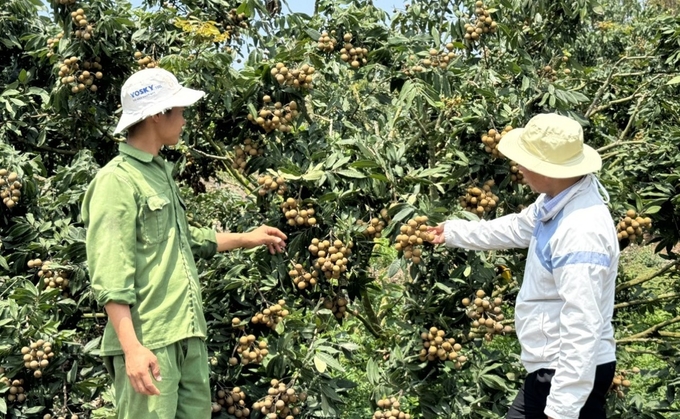 Nông hội trồng nhãn tại huyện Kông Chro. Ảnh: Tuấn Anh.