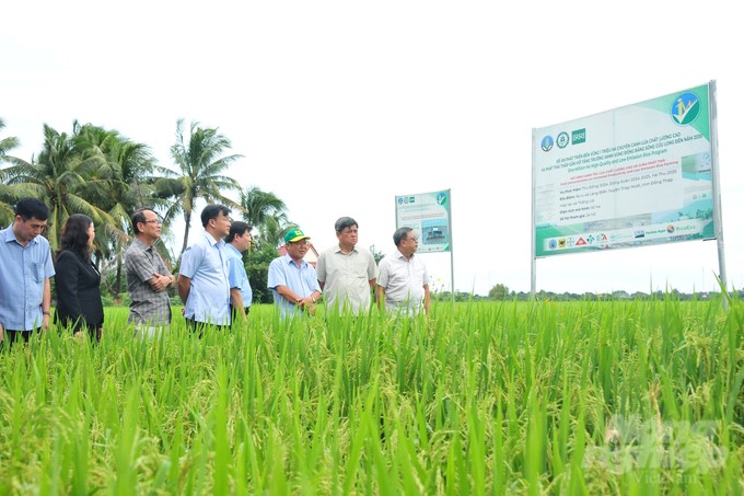 Deputy Minister of Agriculture and Rural Development Tran Thanh Nam visits rice fields in the project 'Developing 1 million hectares of high-quality, low-emission rice associated with green growth in the Mekong Delta until 2030' in Thap Muoi district, Dong Thap province. Photo: Le Hoang Vu.