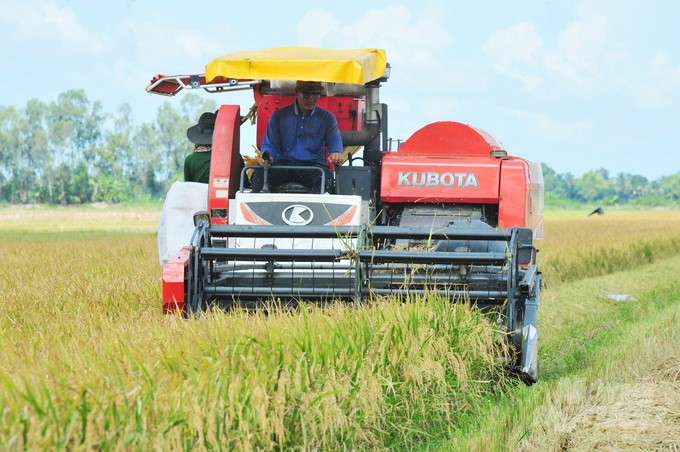 Farmers participating in the project's model are very excited because input costs reduce by 20–30% while profits increase by 2.2 million VND/ha compared to control fields. Photo: Le Hoang Vu.