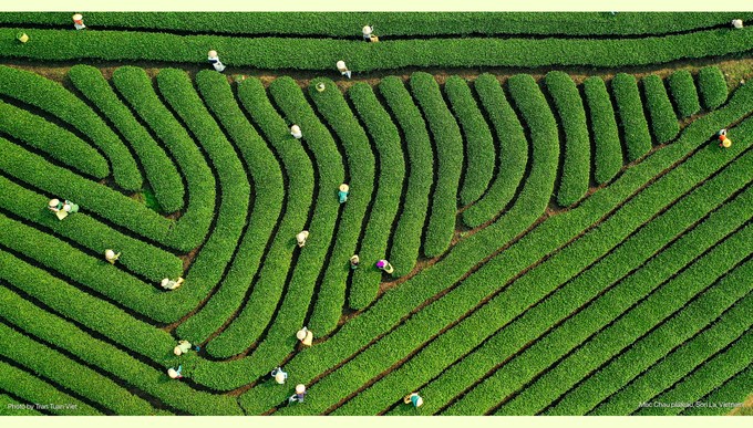 Vietnam's tea exports in the first 9 months of 2024 reached 105,840 tons, worth USD 185.65 million. Photo: Tuan Viet.