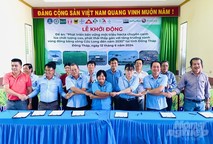 Currently, Dong Thap's agricultural sector is accompanying cooperatives and businesses participating in the 1 million hectares of high-quality rice project to promote the development of the rice linkage chain, from production and harvesting to consumption. Photo: Le Hoang Vu.