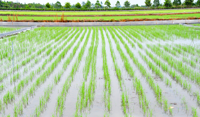 Cluster sowing fields, with assistance from Sai Gon Kim Hong Company. Photo: Le Hoang Vu.