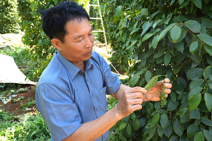 Mr. Ngo Xuan Hieu beside a pepper post. Photo: HT.