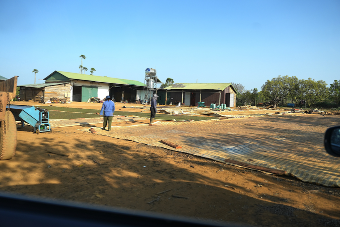 Mr. Hieu’s family farm provides regular employment for over 10 people, with the harvesting and preliminary processing of pepper requiring the most labor. Photo: HT.