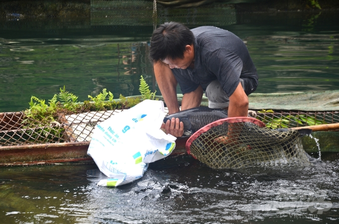 Ông Nguyễn Quang Minh là người sở hữu số lượng lồng nuôi cá đặc sản lớn nhất tỉnh Tuyên Quang. Ảnh: Đào Thanh.