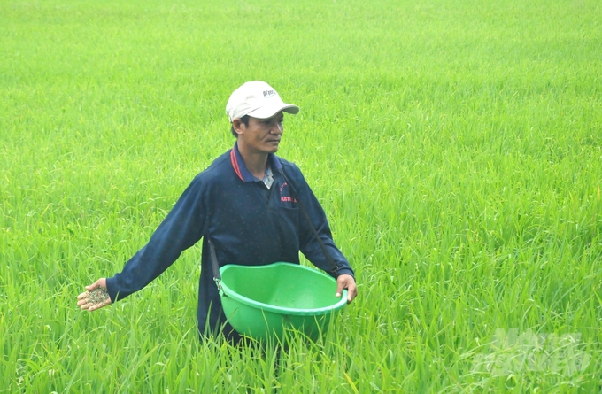 Members of cooperatives that participate in the Sustainable Development Project for one million hectares of high-quality rice are trained to systematically apply various technical solutions in production. Consequently, this approach helps to reduce costs, minimize environmental impact, and increase profits. Photo: Trung Chanh.