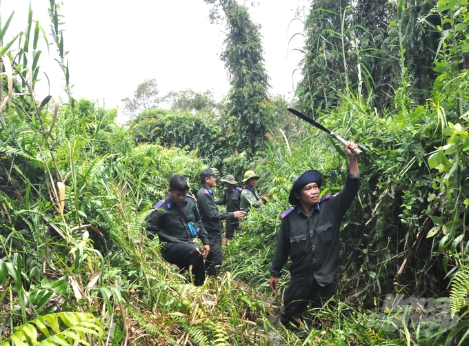 The U Minh Thuong National Park rangers clear patrol paths to protect the forest and monitor the biodiversity of the flooded melaleuca forest ecosystem. Photo: Trung Chanh.