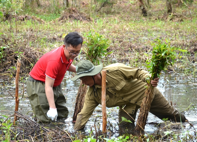 Tens of thousands of native melaleuca trees have been newly planted over a 1-hectare area to improve forest quality in U Minh Thuong National Park. Photo: Trung Chanh.