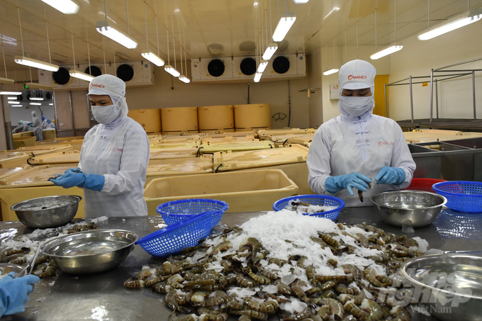 This is the fourth consecutive year that Ca Mau Province has achieved shrimp exports exceeding 1 billion USD. Photo: Trong Linh.