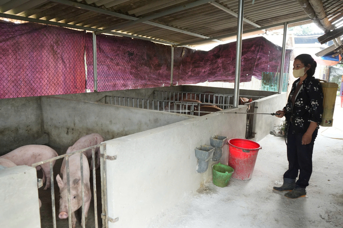 Farmers are advised to periodically spray disinfectants in livestock barns. Photo: Thanh Tien.