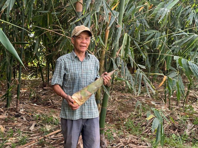 Măng tre điền trúc của ông Dũng có trọng lượng bình quân 2 - 3kg/búp. Ảnh: V.Đ.T.