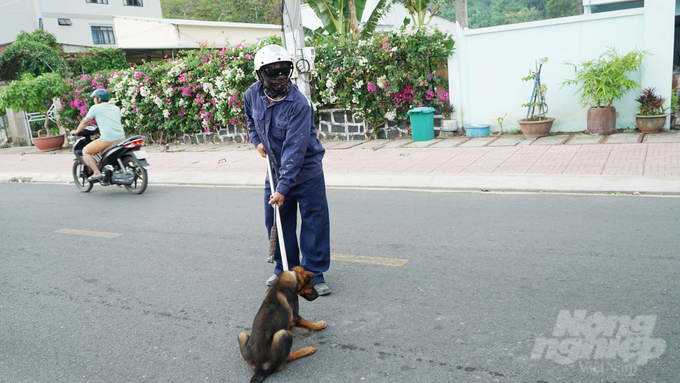 The dog catching team of Con Dao district regularly patrols the area in an attempt to eliminate the problem of stray dogs down to its root. Photo: Le Binh.