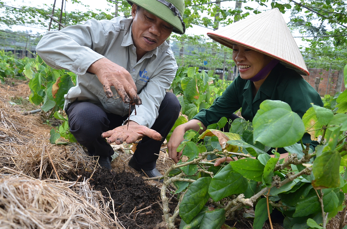 Chị Trương Kim Hoa kiểm tra tốc độ sinh trưởng của giun quế. Ảnh: Dương Đình Tường.