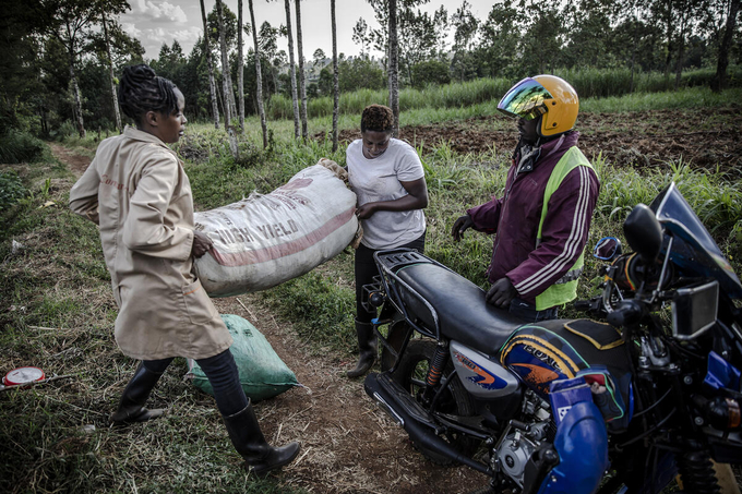 A FAO-trained youth at work in Kenya.