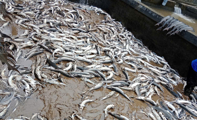 Corpses of dead coldwater fish were all over the farms after Typhoon No. 3 swept through Den Sang commune (Bat Xat district, Lao Cai). Photo: H.D.