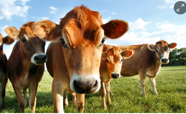 Bird flu has been detected in some cattle herds and their milk in the US. 