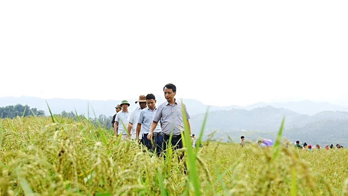 Ông Nguyễn Xuân Dũng, Phó Giám đốc Trung tâm Chuyển giao Công nghệ và Khuyến nông (dẫn đầu) cùng đoàn công tác đi kiểm tra tại xã Tà Hừa, huyện Than Uyên. Ảnh: Hùng Khang.