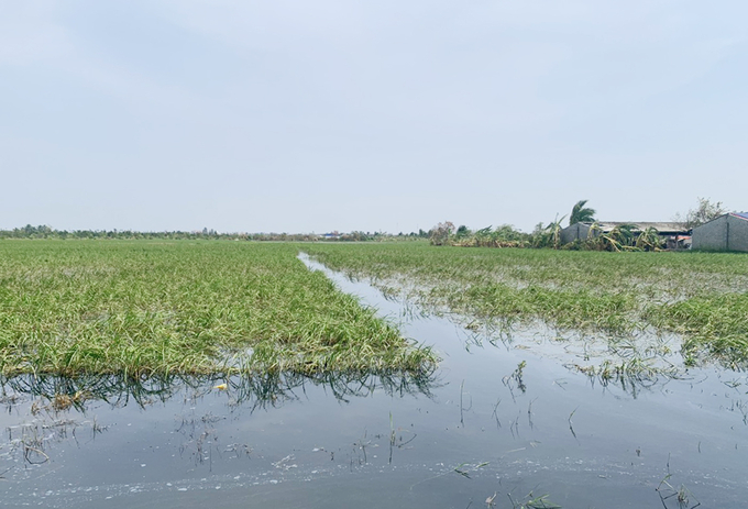 Cánh đồng lúa nếp cái hoa vàng tại xã Đại Thắng ngập sâu trong nước nhiều ngày sau bão số 3. Ảnh: Đinh Mười.