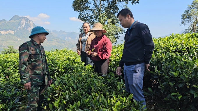 Chính quyền địa phương luôn quan tâm tới việc trồng chè của bà con trên địa bàn. Ảnh: Hải Đăng.