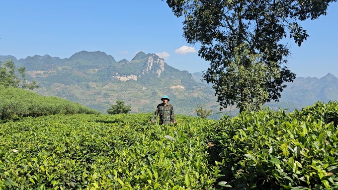 Những nương chè xanh mướt của người dân Mường Khương (Lào Cai). Ảnh: Hải Đăng.