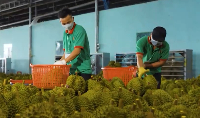 Exporting durians must focus on quality and cost to enhance competitiveness.