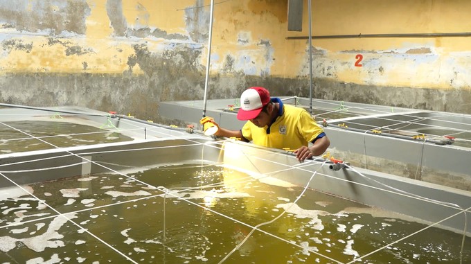 Ninh Thuan will continue to guide facilities with a production scale of over 1 billion seeds/year to build disease-free facilities. Photo: PC.