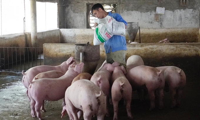 Pham Trung Hieu is expecting the official adoption of the AVAC ASF LIVE vaccine for sows, which will allow small- and medium-sized pig farms to strengthen their disease prevention efforts. Photo: Hong Tham.