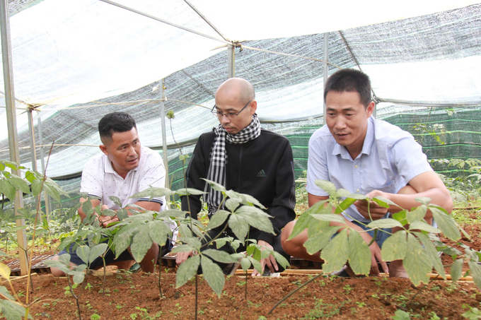 Các loài sâm được trồng tại mô hình cho thấy phù hợp với khí hậu, thổ nhưỡng ở vùng núi cao của huyện Mù Cang Chải. Ảnh: Thanh Tiến.