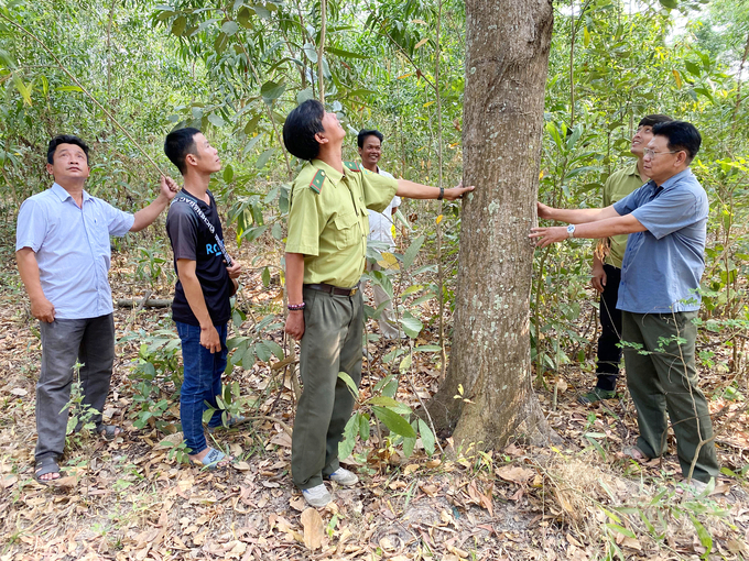 Bên cạnh nhiệm vụ bảo vệ rừng, Ban quản lý rừng phòng hộ và đặc dụng tỉnh An Giang cũng chú trọng đến việc khôi phục và phát triển rừng, với mục tiêu hướng tới sự bền vững. Ảnh: Lê Hoàng Vũ. 