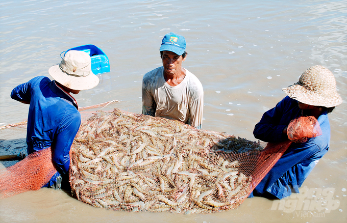 The goal of the shrimp industry is to ensure that productivity and output are in line with the profits of farmers and enterprises. Photo: Trong Linh.