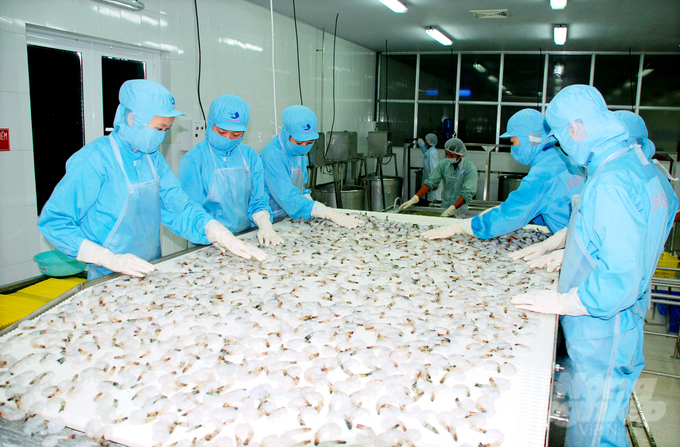 The seafood export revenue of Ca Mau in 2023 reached over 1 billion USD. Photo: Trong Linh.