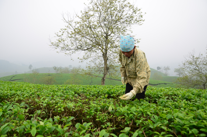 Kiểm tra sự phát triển của chè. Ảnh: Dương Đình Tường.