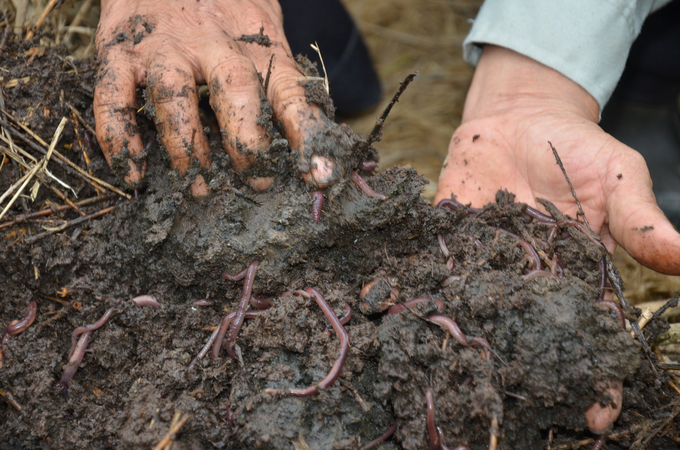 Earthworms are raised to consume waste and produce fertilizer. Photo: Duong Dinh Tuong.