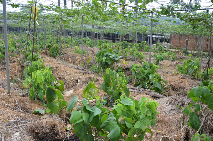 The rows of indigenous plants are cultivated organically on the farm. Photo: Duong Dinh Tuong.