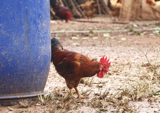 Farmers expect local authorities to come up with support policies in order to encourage the development of biosafe livestock farming. Photo: Pham Hieu.