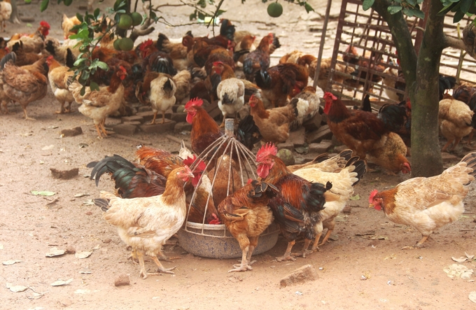 The chickens of Tan Tien Hill Chicken Cooperative look healthy since they were raised using a biosecurity farming model. Photo: Pham Hieu.