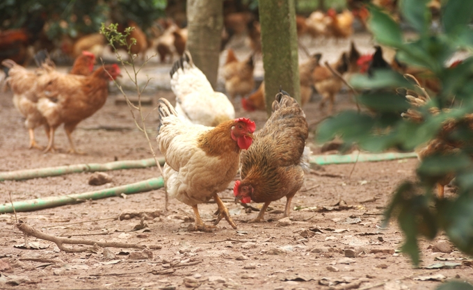 The brand 'Phu Binh Hill Chicken' is famous far and wide. Photo: Pham Hieu.