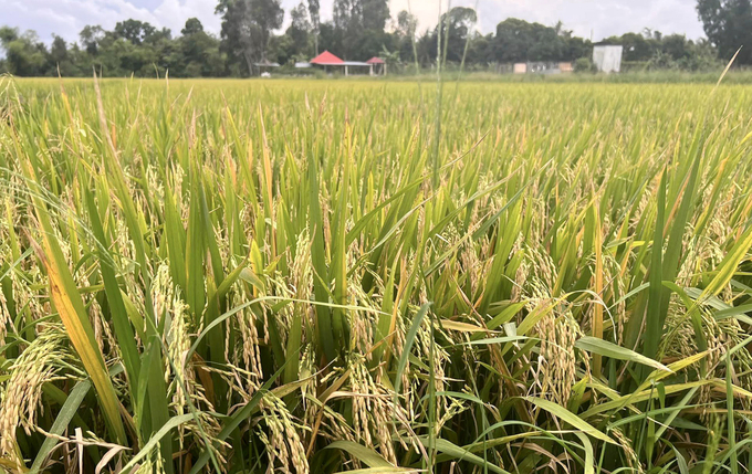 Ripe rice in Mekong Delta. Photo: Son Trang.