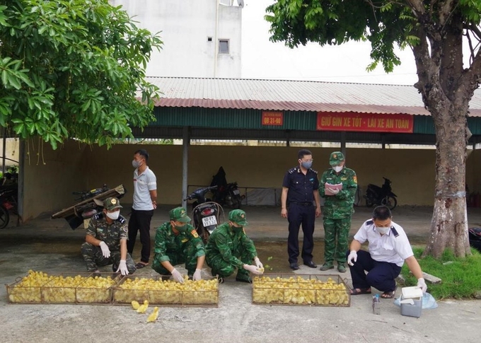 Nhờ đẩy mạnh công tác chống buôn lậu gia súc, gia cầm từ nước ngoài qua biên giới vào Việt Nam, nên tình trạng nhập lậu gia cầm giống trên địa bàn tỉnh Lạng Sơn không còn 'nóng' như những năm trước. Ảnh: Quang Duy.