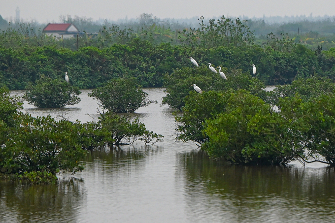 Vietnam has made significant strides in efforts to combat and prevent wildlife violations. Photo: Tung Dinh.