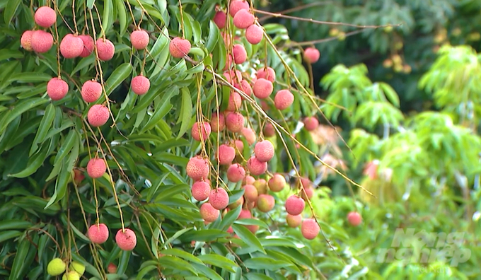 Lychee is a popular fruit in the Chinese market.