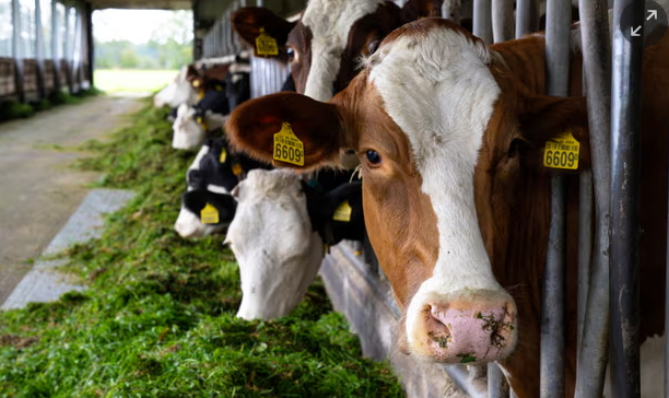 Cows in a farm in the Netherlands. Thousands of small and medium-sized farms in Europe close each year, unable to compete on price with supermarkets. Photograph: Nick Gammon/AFP.