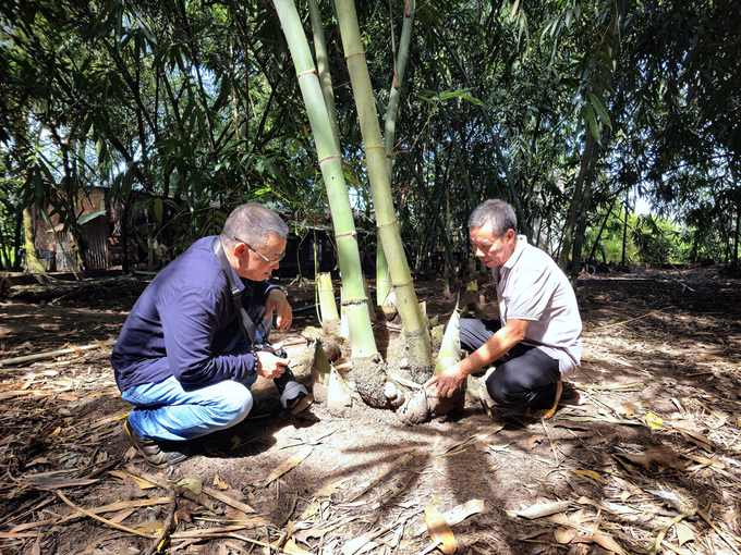 Ông Nguyễn Kim Thành (phải) bên những bụi măng được trồng theo quy trình hữu cơ. Ảnh: HT.