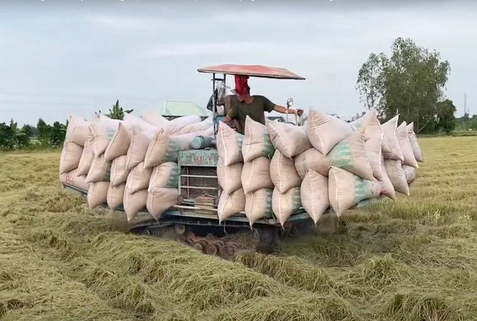 Farmers in Mekong Delta harvesting rice. Photo: Son Trang.