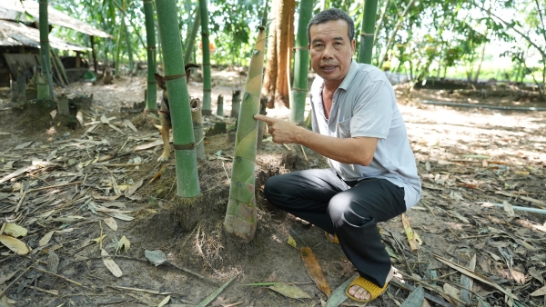 Măng tre là cây rất dễ trồng, dễ canh tác theo quy trình hữu cơ. Ảnh: Hồng Thủy.