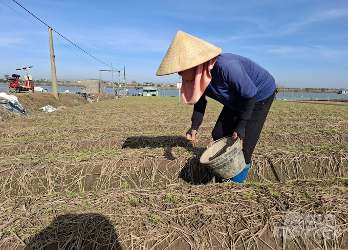 Nhờ đất trồng được bổ sung thêm dinh dưỡng nên các diện tích cà rốt mới xuống giống đã nhanh chóng phát triển tốt. Ảnh: Trung Quân.