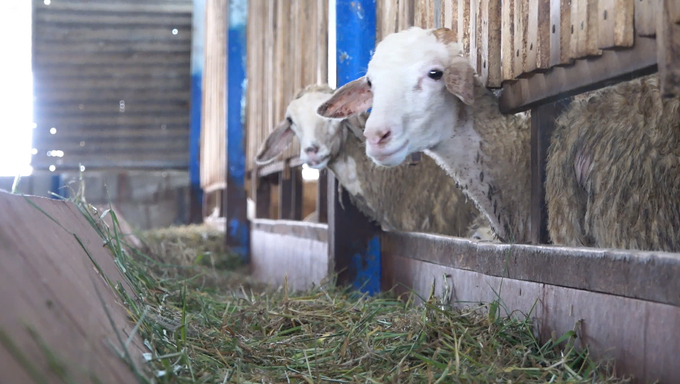 The establishment of a supply chain in goat and sheep farming requires participation from the business community. Photo: PC.