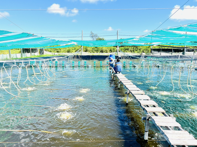 Bệnh đốm trắng gây ảnh hưởng cho hơn 1.000ha ao tôm nuôi của cả nước, chủ yếu tập trung tại ĐBSCL. Ảnh: Trọng Linh.