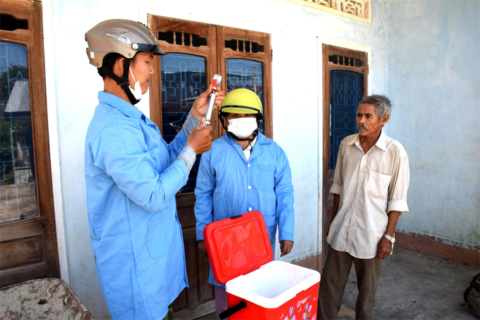 Binh Dinh aims to vaccinate over 80% of the livestock herd before the Lunar New Year. Photo: V.D.T.