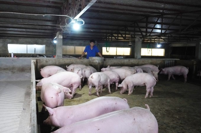 Mr. Hoang Van Chuyen's family in Chua hamlet, Bong Mac village, Lien Mac commune, Me Linh district, Hanoi, is currently raising more than 20 sows and 200 porkers. Photo: Hong Tham.